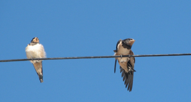Swallows by Cathy Ryden Swallows by Cathy Ryden