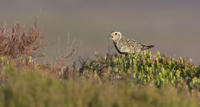 Golden Plover by Liz Cutting / BTO Golden Plover by Liz Cutting / BTO