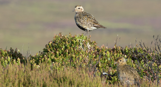 Golden Plovers by Liz Cutting BTO Golden Plovers by Liz Cutting BTO
