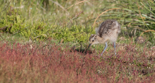 Curlew chick. Liz Cutting Curlew chick. Liz Cutting