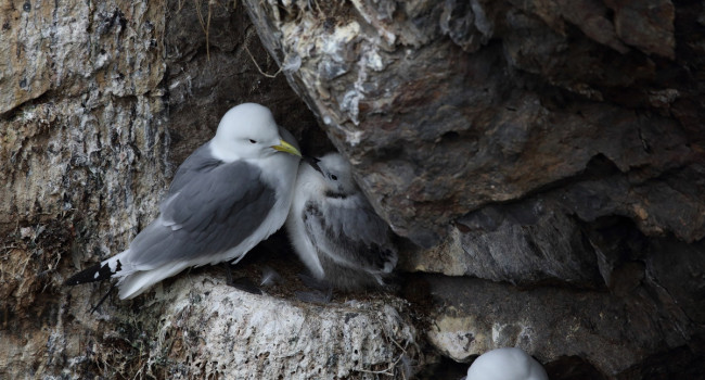 Adult Kittiwake and chick, by Liz Cutting / BTO Adult Kittiwake and chick, by Liz Cutting / BTO