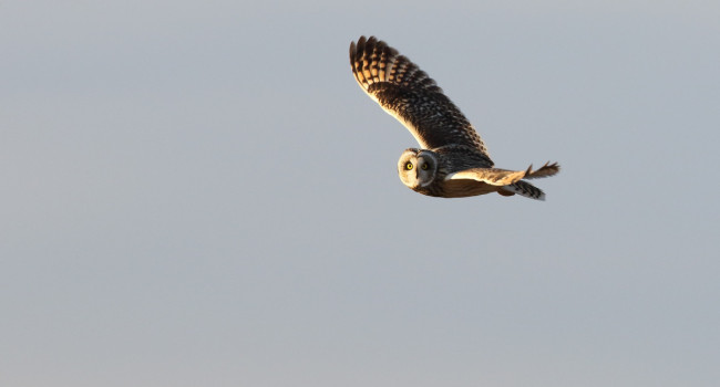 Short-eared Owl. Liz Cutting Short-eared Owl. Liz Cutting