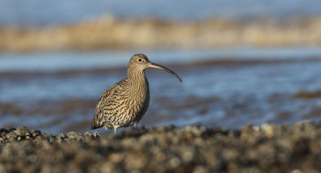 Curlew. Liz Cutting