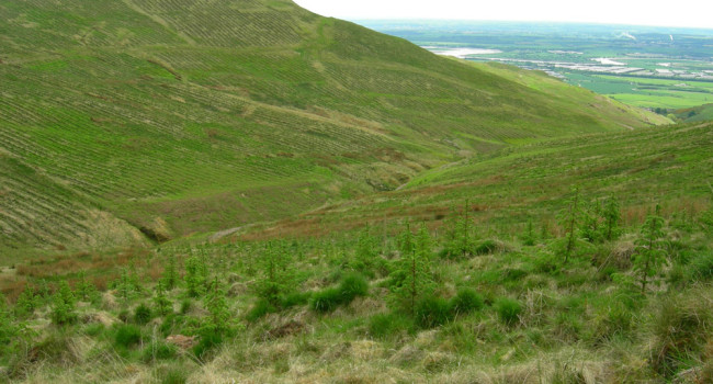 Upland afforestation Scotland by John Calladine Upland afforestation Scotland by John Calladine