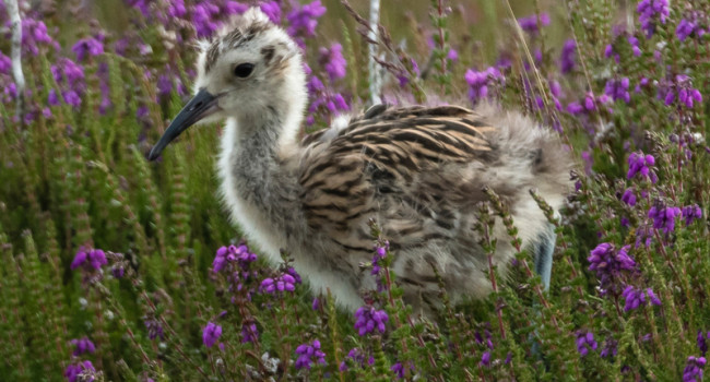 Curlew chick by Philip Croft Curlew chick by Philip Croft