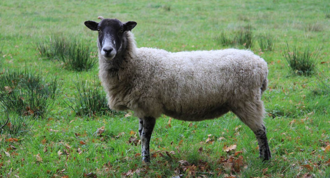 Sheep. Mike Toms Sheep. Mike Toms