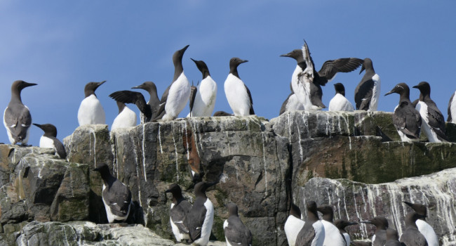 Guillemots, Mike Toms Guillemots, Mike Toms