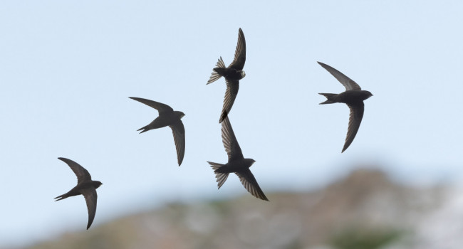 Swifts. Philip Croft