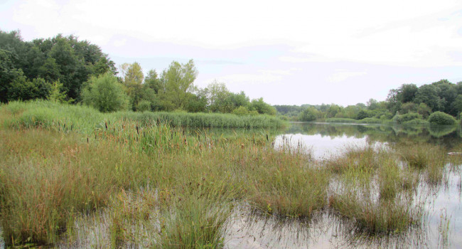 Wetland habitat, by Mike Toms / BTO Wetland habitat, by Mike Toms / BTO