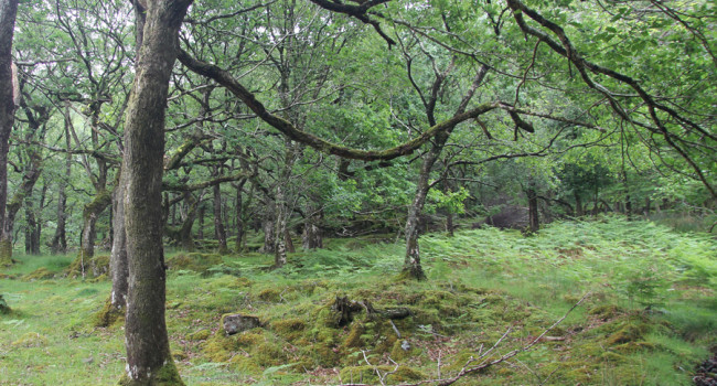 Woodland, by Mike Toms / BTO Woodland, by Mike Toms / BTO