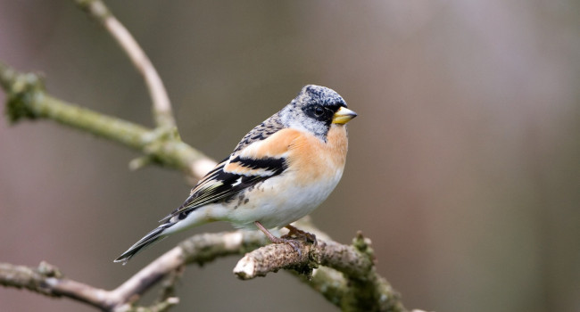 Brambling, John Harding / BTO Brambling, John Harding / BTO
