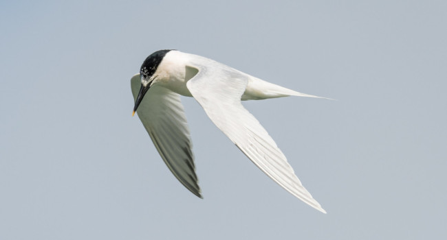 Sandwich Tern, by Philip Croft / BTO Sandwich Tern, by Philip Croft / BTO