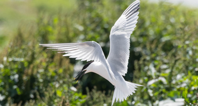 Sandwich Tern, by Philip Croft / BTO Sandwich Tern, by Philip Croft / BTO