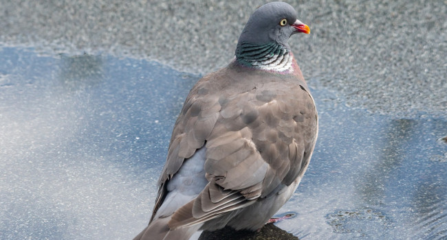 Woodpigeon, Gary Haigh / BTO Woodpigeon on tarmac, Gary Haigh / BTO
