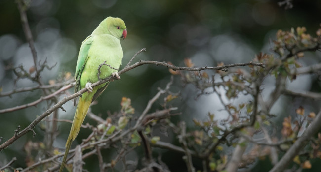 Ring-necked Parakeet, Sarah Kelman Ring-necked Parakeet, Sarah Kelman