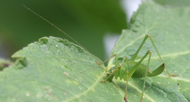 Speckled Bush-cricket, Mike Toms / BTO Speckled Bush-cricket, Mike Toms / BTO
