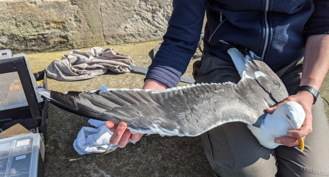 Lesser Black-backed Gull tagging, Gary Clewley/BTO Lesser Black-backed Gull tagging, Gary Clewley/BTO