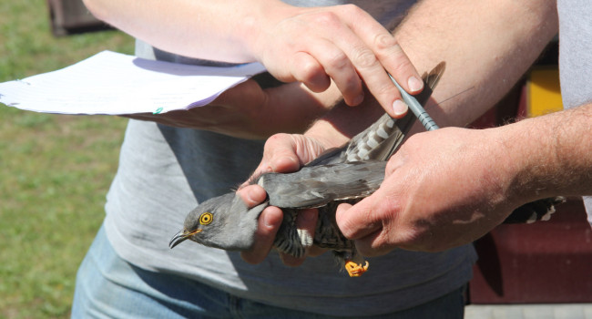 A Cuckoo just after satellite tagging, by Mike Toms / BTO A Cuckoo just after satellite tagging, by Mike Toms / BTO