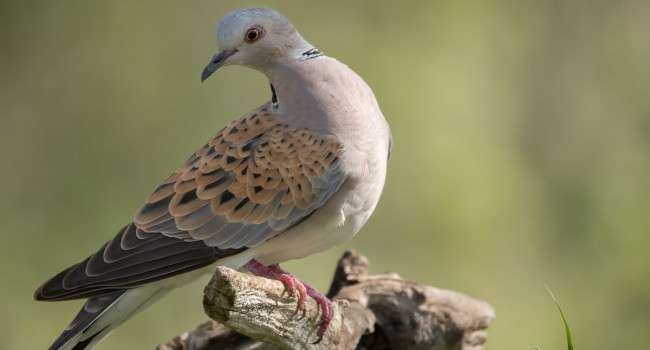 Turtle Dove by Edmund Fellowes / BTO