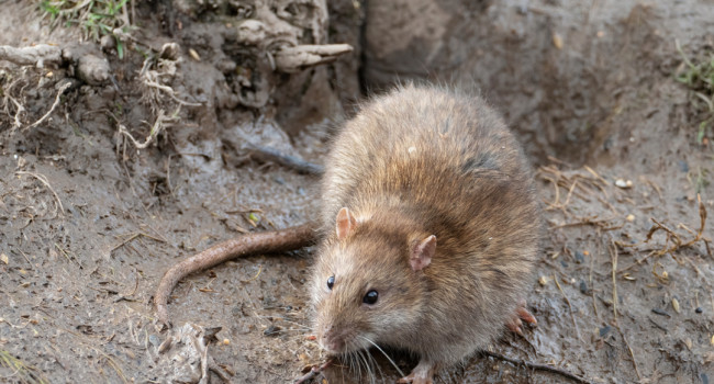 Brown Rat, by Edmund Fellowes / BTO Brown Rat, by Edmund Fellowes / BTO