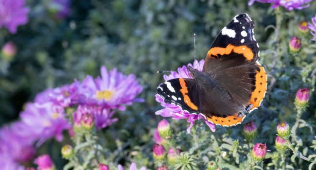 Red Admiral in garden, by Edmund Fellowes / BTO Red Admiral in garden, by Edmund Fellowes / BTO