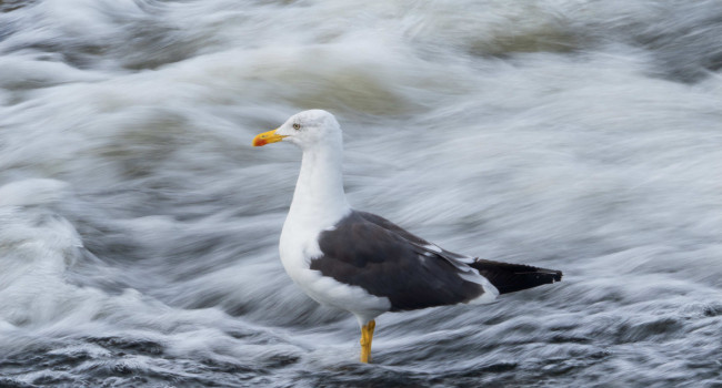 Lesser Black-backed Gull, by Edmund Fellowes / BTO Lesser Black-backed Gull, by Edmund Fellowes / BTO
