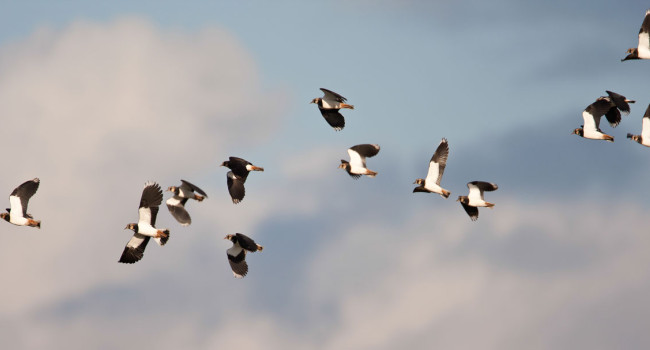 Lapwing in flight. Allan Drewitt