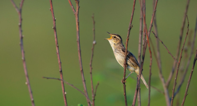Aquatic Warbler, Daniel Rosengren Aquatic Warbler, Daniel Rosengren