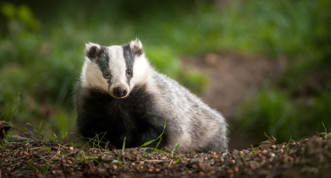 European Badger. Sarah Kelman European Badger. Sarah Kelman