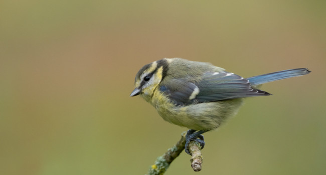 Blue Tit, by Edmund Fellowes / BTO
