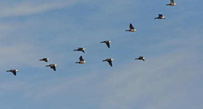 Brent Geese, by Moss Taylor / BTO Brent Geese, by Moss Taylor / BTO