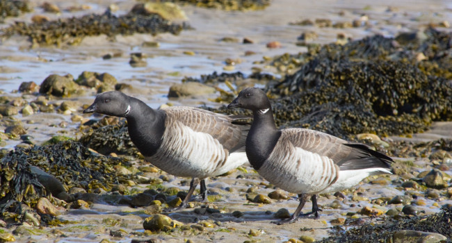 Brent Geese by Edmund Fellowes / BTO Brent Geese by Edmund Fellowes / BTO