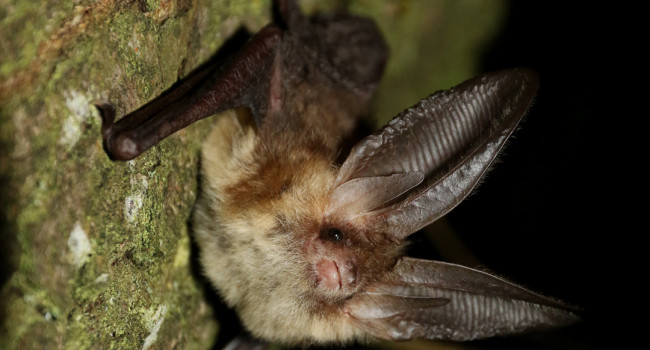 Brown Long-eared Bat, by Chris Damant Brown Long-eared Bat, by Chris Damant