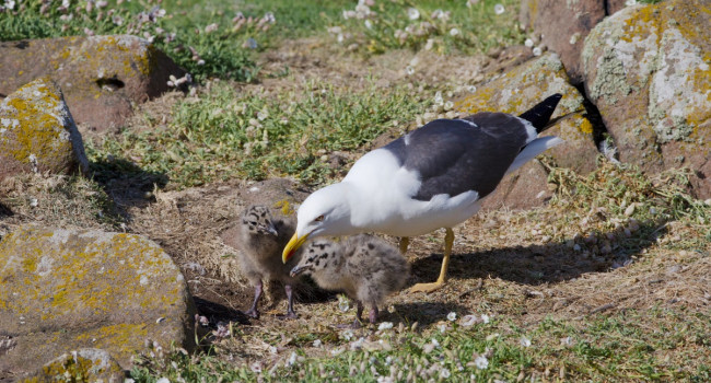 Lesser Black-backed Gull & chicks by Edmund Fellowes / BTO Lesser Black-backed Gull & chicks by Edmund Fellowes / BTO