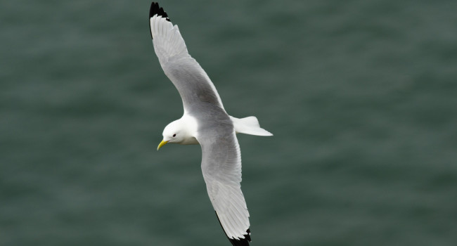 Kittiwake, Richard Jackson. Kittiwake, Richard Jackson.