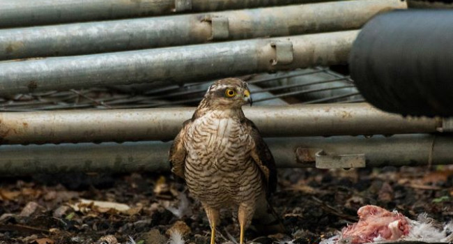 Sparrowhawk. Tom Streeter / BTO Sparrowhawk. Tom Streeter / BTO