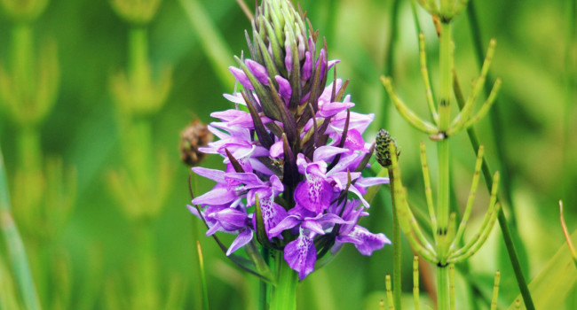 Southern Marsh Orchid, Amy Lewis/BTO Southern Marsh Orchid, Amy Lewis/BTO