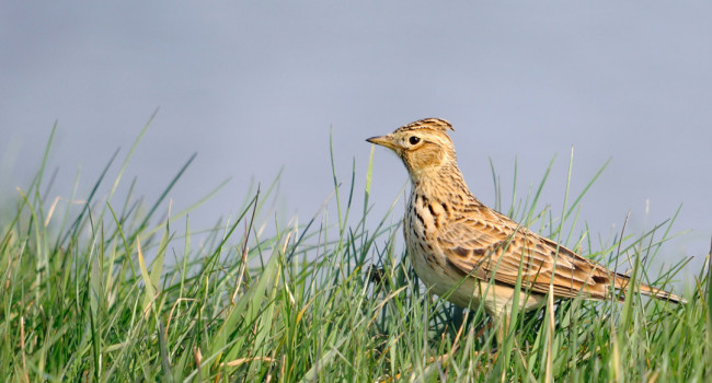 Skylark, by Amy Lewis / BTO Skylark, by Amy Lewis / BTO