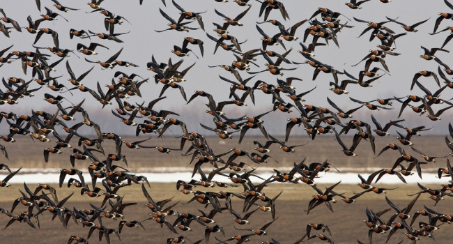 Red-breasted Geese, Chris Knights. Red-breasted Geese, Chris Knights.