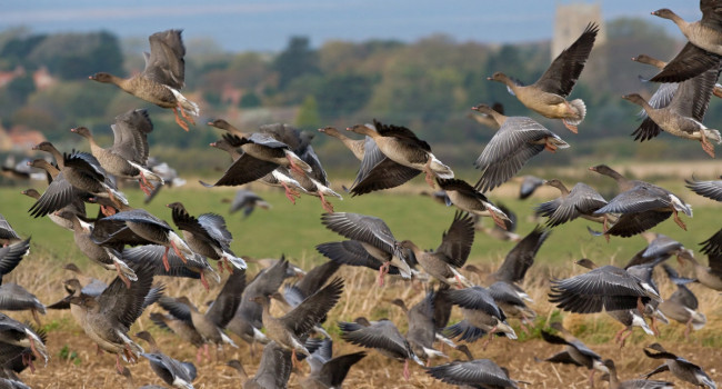 Pink-footed Goose flock, Chris Knights Pink-footed Goose flock, Chris Knights