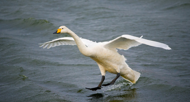 Whooper Swan by Edmund Fellowes