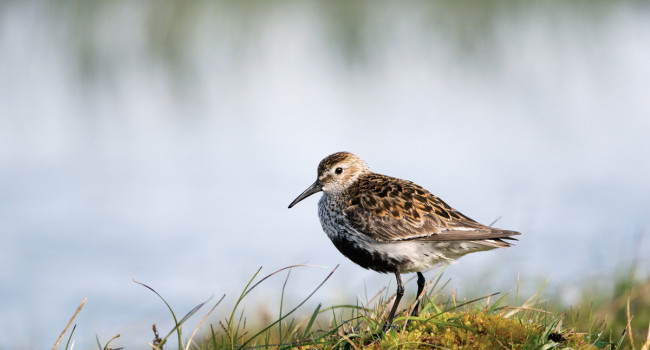 Dunlin by Edmund Fellowes Dunlin by Edmund Fellowes
