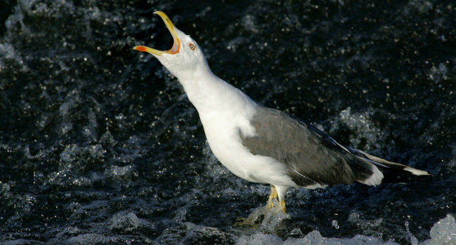 Lesser Black-backed Gull. Edmund Fellowes Lesser Black-backed Gull. Edmund Fellowes