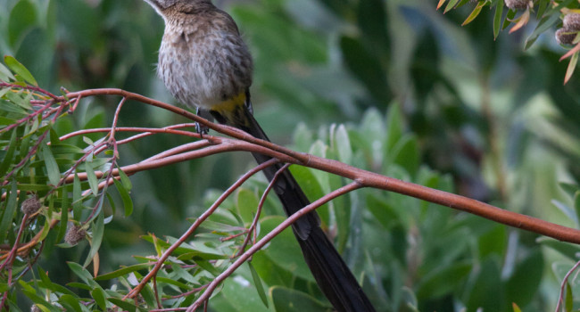 Cape Sugarbird, by Philipp Boersch-Supan / BTO
