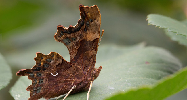 Comma butterfly, Liz Cutting / BTO Comma butterfly, Liz Cutting / BTO
