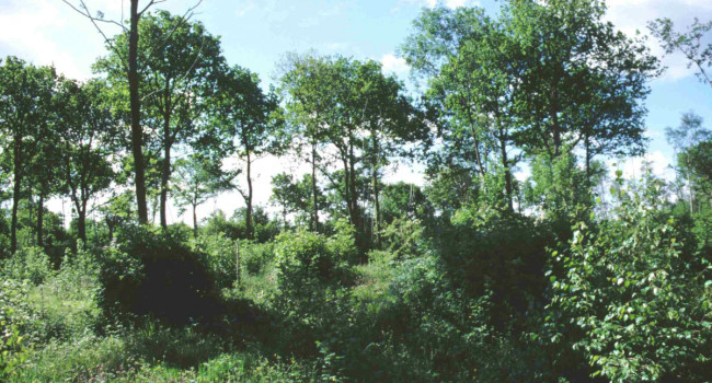 Coppice with standards by Rob Fuller Coppice with standards by Rob Fuller