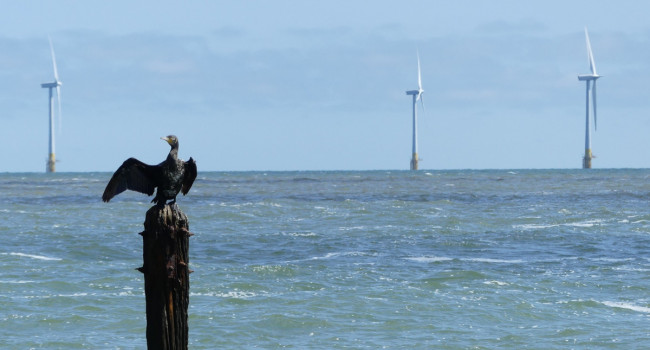 Cormorant and wind farm Steve / Adobe Stock Cormorant and wind farm Steve / Adobe Stock