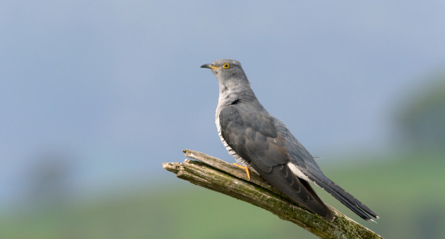 Cuckoo, by Edmund Fellowes / BTO Cuckoo, by Edmund Fellowes / BTO