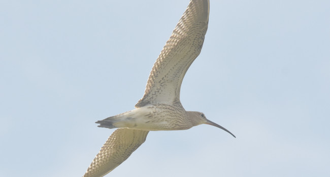 Curlew, by Moss Taylor / BTO Curlew, by Moss Taylor / BTO