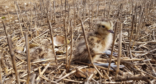Curlew chick by Samantha Franks Curlew chick by Samantha Franks
